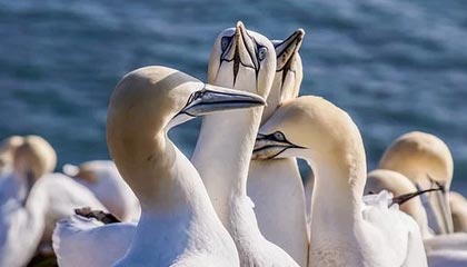 世界杯官网直播客户端下载最新版-文班亚马高效卡斯尔两双 马刺战胜勇士收获十连胜