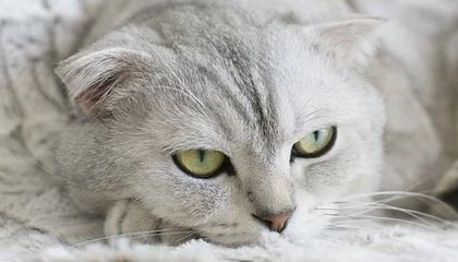 世界杯官网直播客户端下载最新版-文班亚马高效卡斯尔两双 马刺战胜勇士收获十连胜