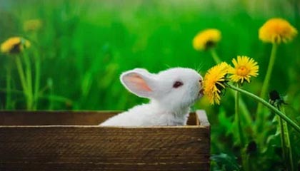 世界杯官网直播客户端下载最新版-文班亚马高效卡斯尔两双 马刺战胜勇士收获十连胜